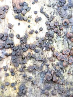 Helicogloea exigua thumbnail 1