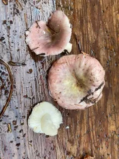 Russula phoenicea thumbnail 2