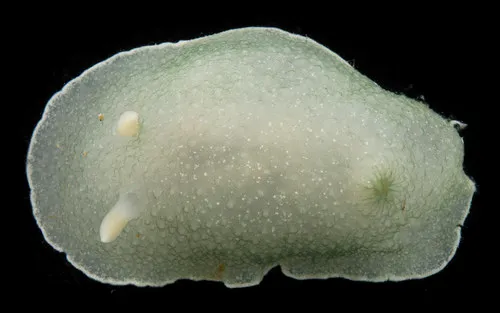 White-lined Aldisa