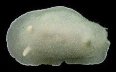 White-lined Aldisa thumbnail 1