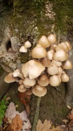 Psathyrella huronensis thumbnail 3