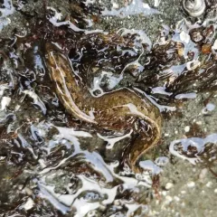 High Cockscomb thumbnail 2