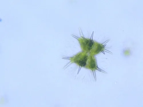 Staurastrum brasiliense