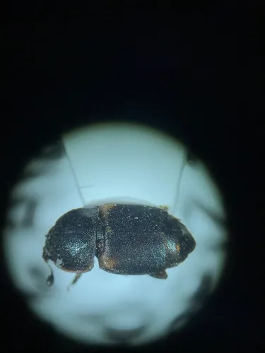 Pineapple Beetle