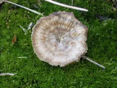 stalked rosette thumbnail 3