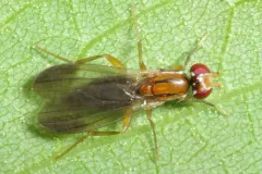 Clusiodes johnsoni thumbnail 3