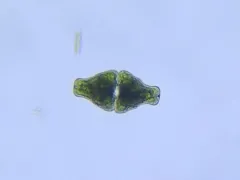 Euastrum ansatum thumbnail 1