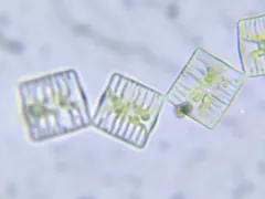 Tabellaria flocculosa thumbnail 3