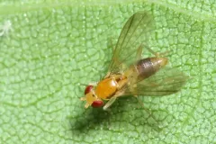 Sobarocephala latifrons thumbnail 2