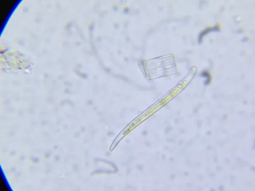 Iconella curvula
