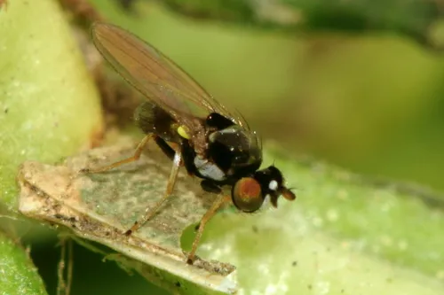 Hydrellia formosa