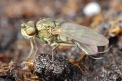 Setacera atrovirens thumbnail 2
