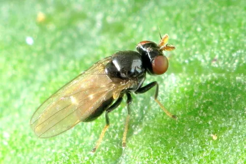 Hyadina albovenosa