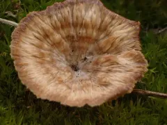 stalked rosette thumbnail 4