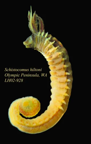 Phyllocomus hiltoni