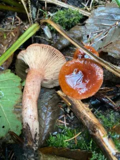 Lactarius substriatus thumbnail 2