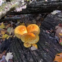Golden Pholiota thumbnail 5