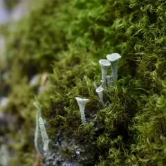 Trumpet Lichen thumbnail 3
