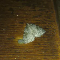 George's Carpet Moth thumbnail 2
