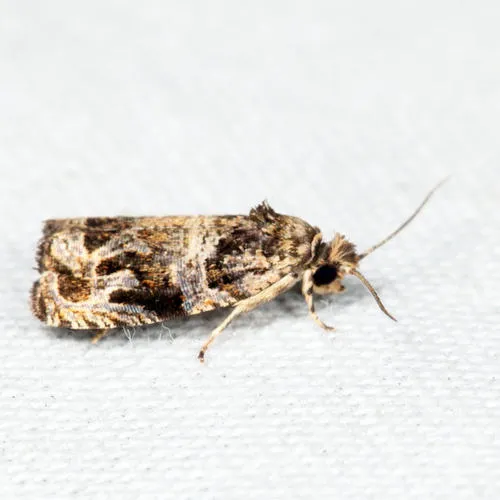 Olethreutes brunneopurpurata