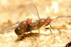 Chymomyza procnemoides thumbnail 1