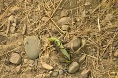Ammophila macra thumbnail 3