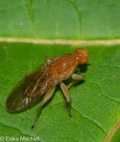 Suillia longipennis thumbnail 3