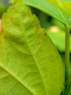 Western Flower Thrips thumbnail 2