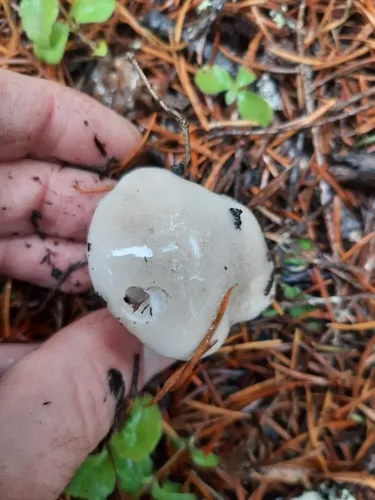 Hygrophorus albofloccosus
