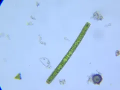 Pleurotaenium coronatum thumbnail 2