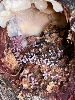 White-footed Slime thumbnail 3