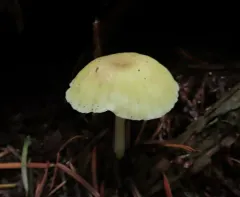 green navel thumbnail 4
