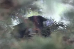 Groove-billed Ani thumbnail 1