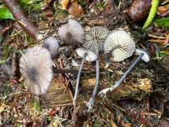 Entoloma subeuchroum thumbnail 2