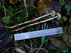Stropharia semigloboides thumbnail 2
