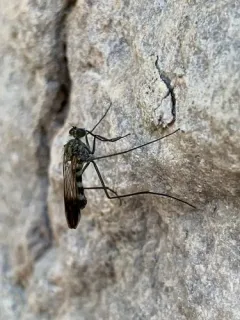Liancalus similis thumbnail 4