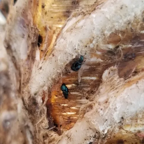 Violet Checkered Beetle