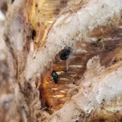 Violet Checkered Beetle thumbnail 1