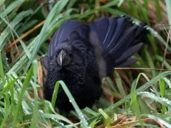 Groove-billed Ani thumbnail 2