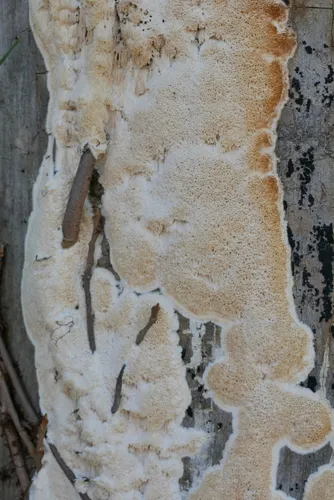 Emmia lacerata