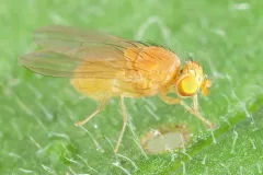 Poecilominettia puncticeps thumbnail 3