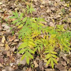 swamp agrimony thumbnail 2