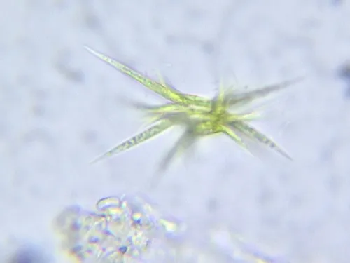 Ankistrodesmus falcatus