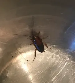 Virginia Wood Cockroach thumbnail 2