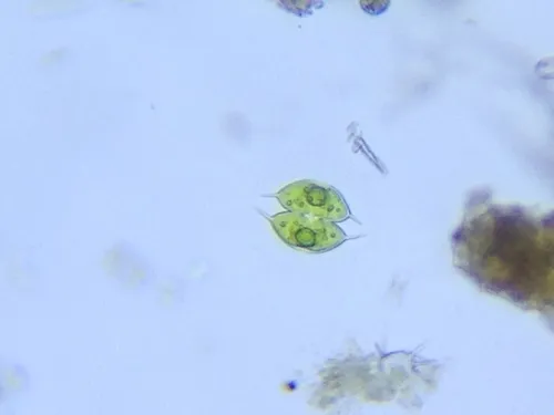 Staurodesmus convergens