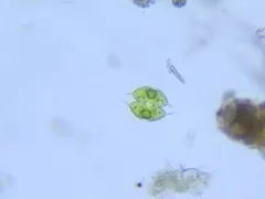Staurodesmus convergens thumbnail 1