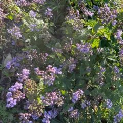 blue mistflower thumbnail 4