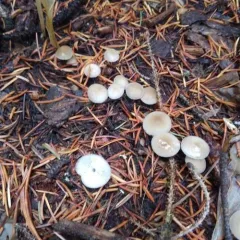 Strobilurus albipilatus thumbnail 2