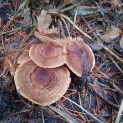 russet scaly tricholoma thumbnail 2