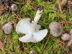 Tricholoma argyraceum thumbnail 2